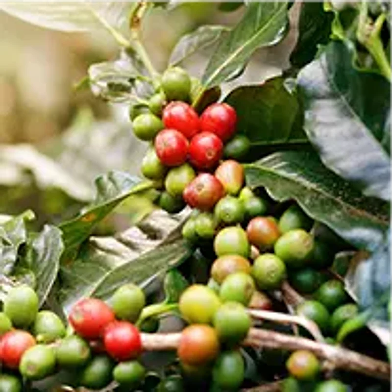 Chlorogenic Acid — ingredient in Metabo Drops